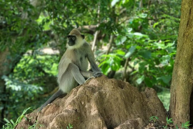 Yala safari from Galle / Unawatuna / Waligama / MIrissa / Matara - Booking advice and the cancellation window