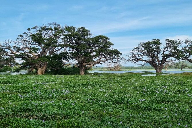 Yala safari from Galle / Unawatuna / Waligama / MIrissa / Matara - Bundala National Park: a quieter start for bird lovers
