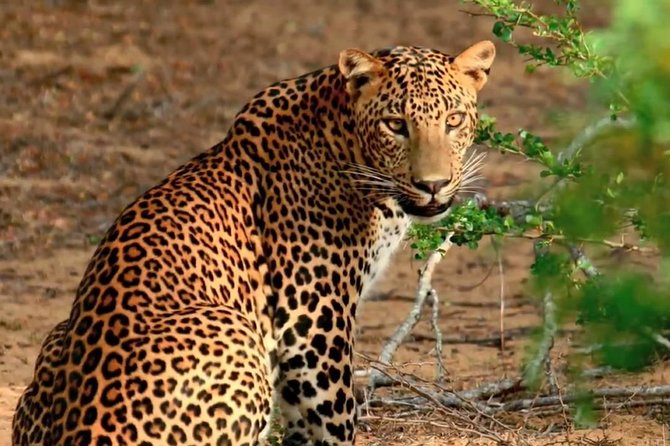 Yala Safari from Hambantota Port by BTM - Private & All Inclusive - Yala Safari at a glance