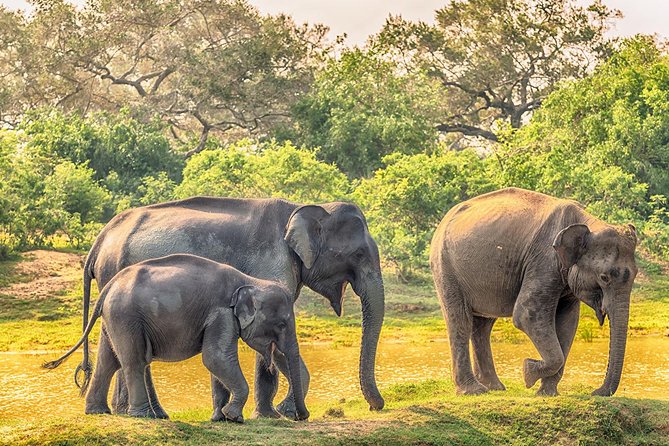 Yala Safari from Hambantota Port by BTM - Private & All Inclusive - Leaving Hambantota Port for Yala