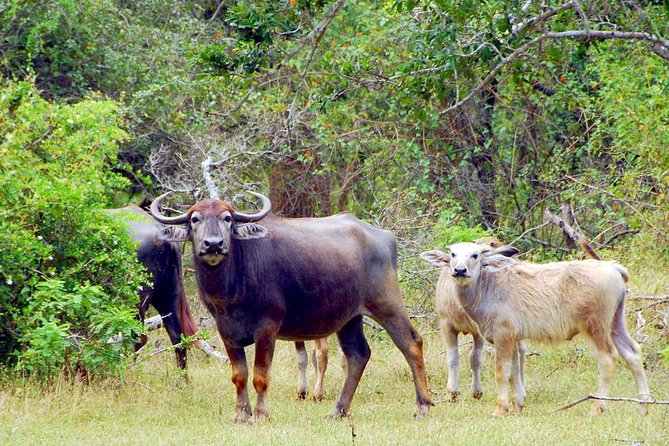 Yala Safari from Hambantota Port by BTM - Private & All Inclusive - The bumpy Jeep ride and vehicle concerns