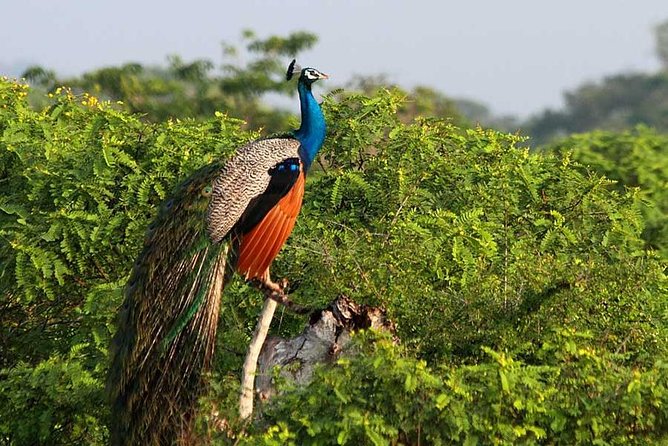Yala Safari from Hambantota Port by BTM - Private & All Inclusive - Guides, drivers, and wildlife spotting