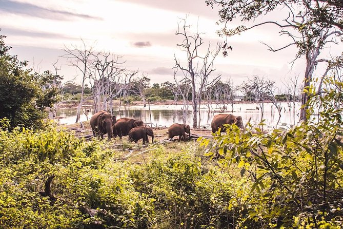 Yala Safari from Hambantota Port by BTM - Private & All Inclusive - Is $135 a fair price?