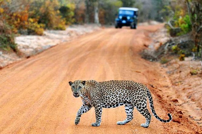 Yala Safari from Hambantota Port by BTM - Private & All Inclusive - Entering Yala National Park by safari Jeep