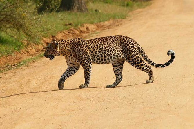 Yala Safari Private Day Tour From Kaluthara/Beruwala/Bentota/Kosgoda/Ahungalla - Key points to know before booking