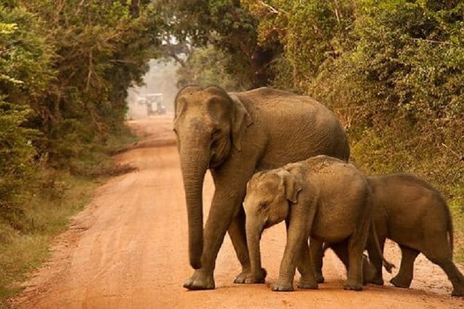 Yala Safari Private Day Tour From Kaluthara/Beruwala/Bentota/Kosgoda/Ahungalla - A 10-hour day built around Yala National Park