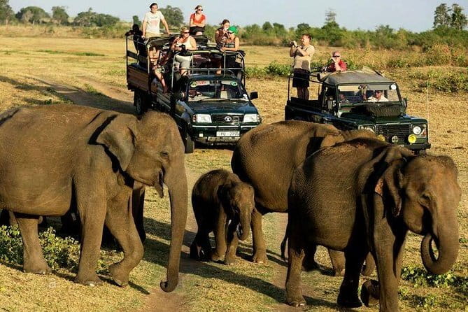 Yala Safari Private Day Tour From Kaluthara/Beruwala/Bentota/Kosgoda/Ahungalla - Who will get the most from this safari?