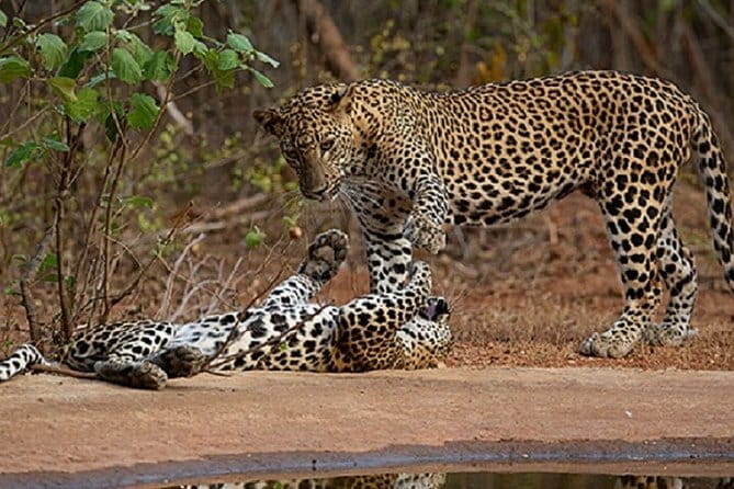 Yala Safari Private Day Tour From Kaluthara/Beruwala/Bentota/Kosgoda/Ahungalla - What makes Yala worth the long ride