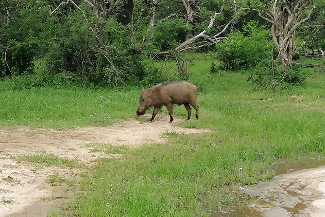 Yala Safari Private Day Tour Kaluthara/Beruwala/Bentota/Kosgoda/Ahungalla - Why this Yala trip works from Bentota