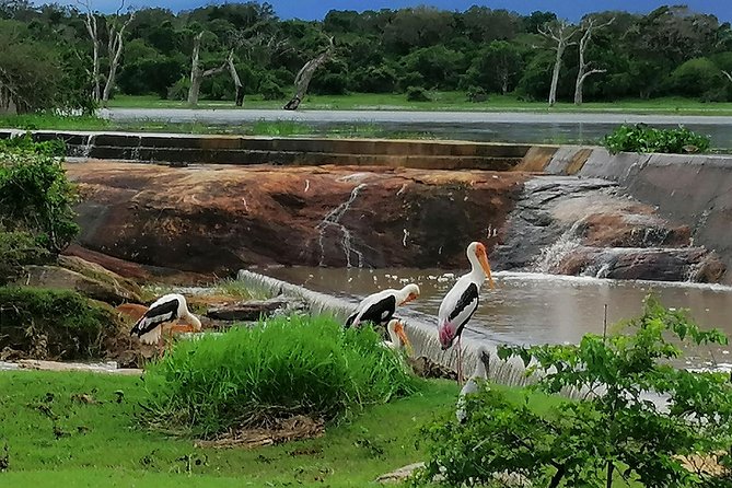 Yala Safari Private Day Tour Kaluthara/Beruwala/Bentota/Kosgoda/Ahungalla - Entering Yala for a four-hour wildlife search