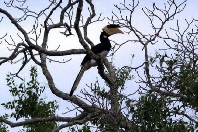 Yala Safari Private Day Tour Kaluthara/Beruwala/Bentota/Kosgoda/Ahungalla - What the safari guide adds