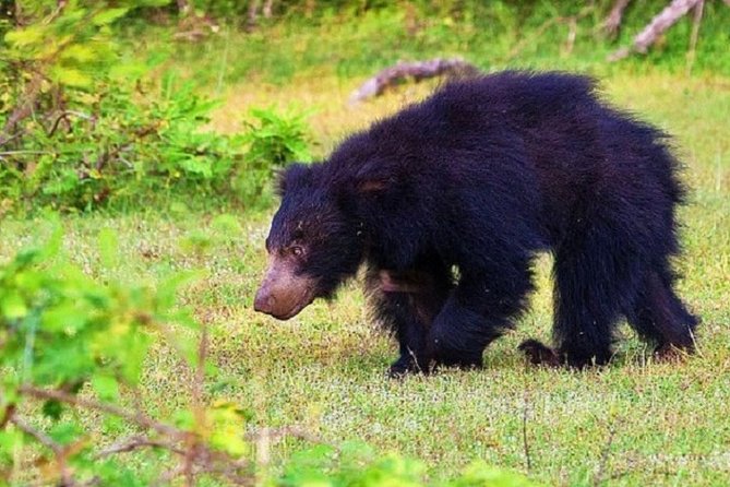 Yala Safari Private Day Tour Kaluthara/Beruwala/Bentota/Kosgoda/Ahungalla - Is $220 per person good value?