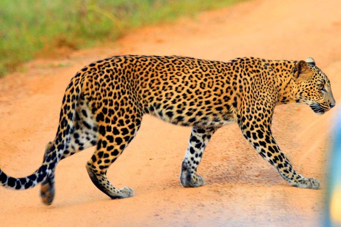 Yala Safari Private Day Trip from Bentota and Kalutara Areas - What Makes This Yala Day Trip Worth Considering