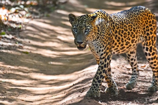 Yala Safari Private Day Trip from Bentota and Kalutara Areas - Why the Early Start Matters