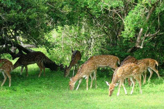 Yala Safari Private Day Trip from Bentota and Kalutara Areas - Four Hours Inside Yala National Park