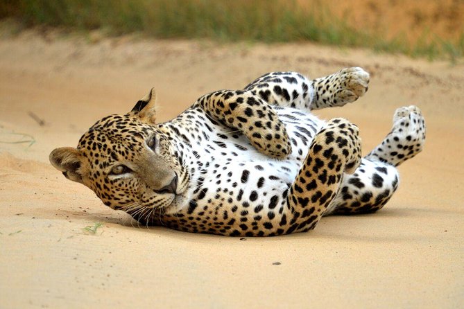 Yala Safari Private Day Trip from Bentota and Kalutara Areas - Patanangalla Beach or the Manik River After the Safari