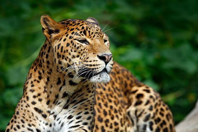 Yala Safari Private Day Trip from Bentota and Kalutara Areas - The Cost: Who Gets Good Value From $810?