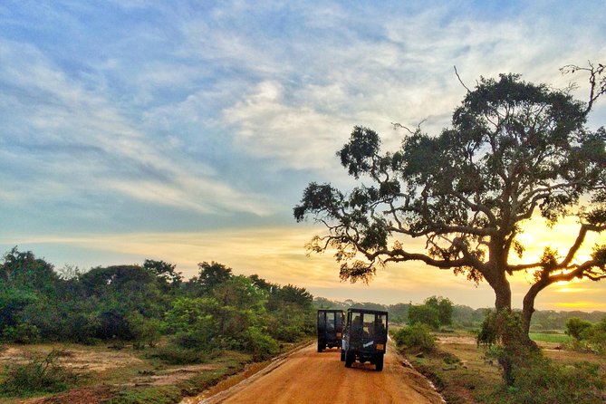 Yala Safari Private Day Trip from Bentota and Kalutara Areas - Comfort, Timing, and Practical Limits