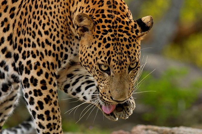 Yala Safari Private Day Trip from Bentota and Kalutara Areas - Who Should Book This Safari?