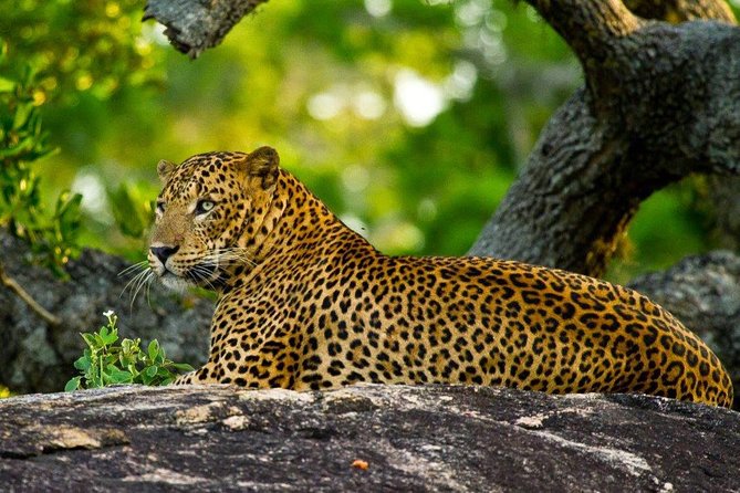 Yala Safari Private Day Trip with Return Transport -All Inclusive - The private jeep advantage, with one important limit