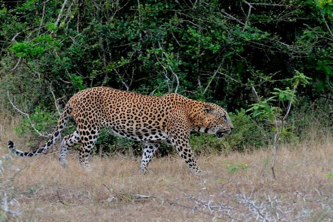 Yala Safari Private Day Trip with Return Transport -All Inclusive - Lunch, water, and the day’s practical comfort