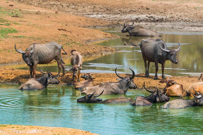 Yala Safari Private Day Trip with Return Transport -All Inclusive - What the driver and guide add to the experience
