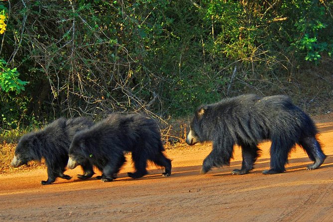 Yala Safari Private Day Trip with Return Transport -All Inclusive - Is $140 per person good value?