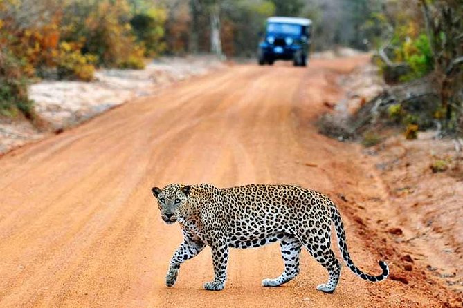 Yala Safari Private Day Trip with Return Transport -All Inclusive - Leopards, elephants, bears, and the luck factor