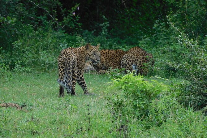 YALA SAFARI TOUR from Galle/Mirissa/Matara/Tangalle/Ella & More.. - Why Yala makes a long day worthwhile