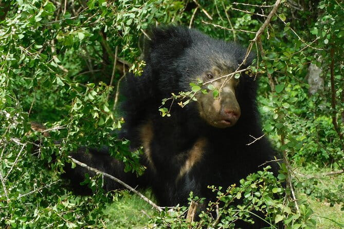 YALA SAFARI TOUR from Galle/Mirissa/Matara/Tangalle/Ella & More.. - The real cost: $39 plus the park fee