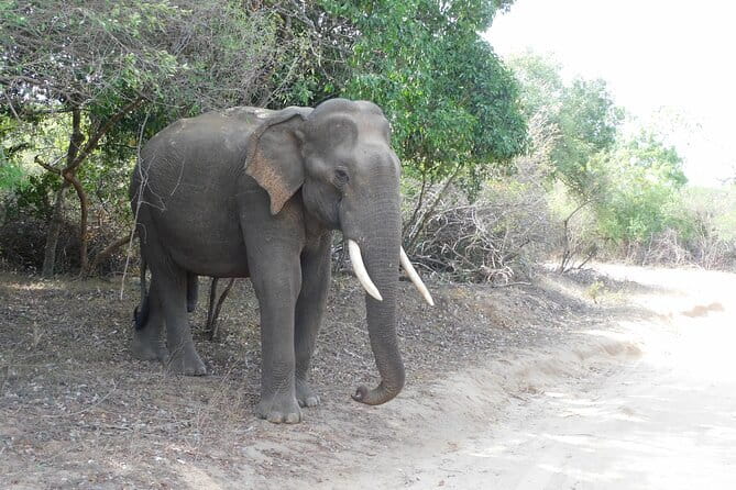 YALA SAFARI TOUR from Galle/Mirissa/Matara/Tangalle/Ella & More.. - Breakfast before the wildlife search