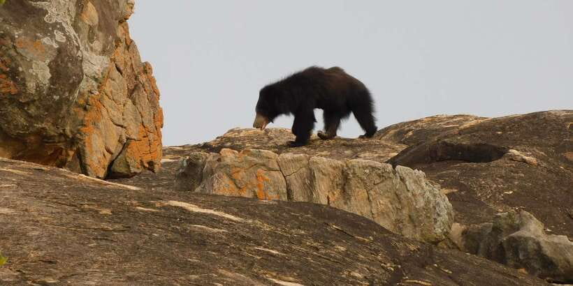 Yala Safari Tour from Hambantota Port area (Shore Excursion) - Key points to know before you go