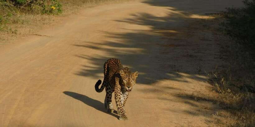Yala Safari Tour from Hambantota Port area (Shore Excursion) - Leaving Hambantota Port for Yala