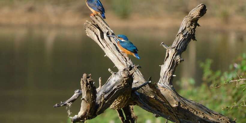Yala Safari Tour from Hambantota Port area (Shore Excursion) - Wildlife sightings at Yala National Park