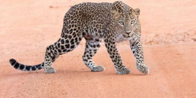 Yala Safari Tour from Hambantota Port area (Shore Excursion)