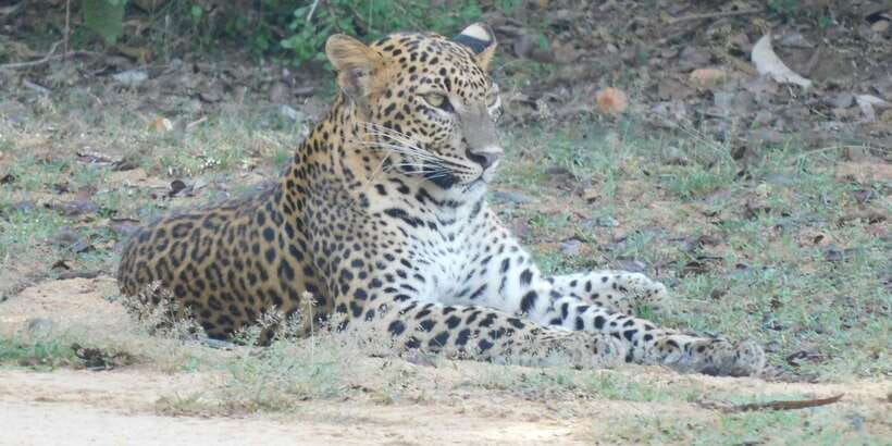 Yala Safari Tour from Hambantota Port area (Shore Excursion) - Why your start time matters