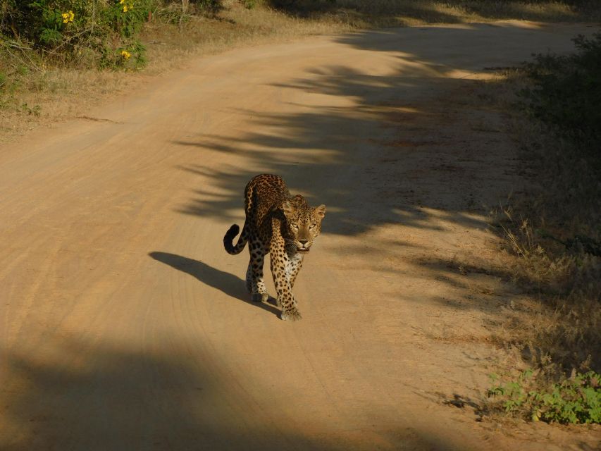 Yala Safari Tour from Hambantota Port area (Shore Excursion) - Is $67 a fair price?
