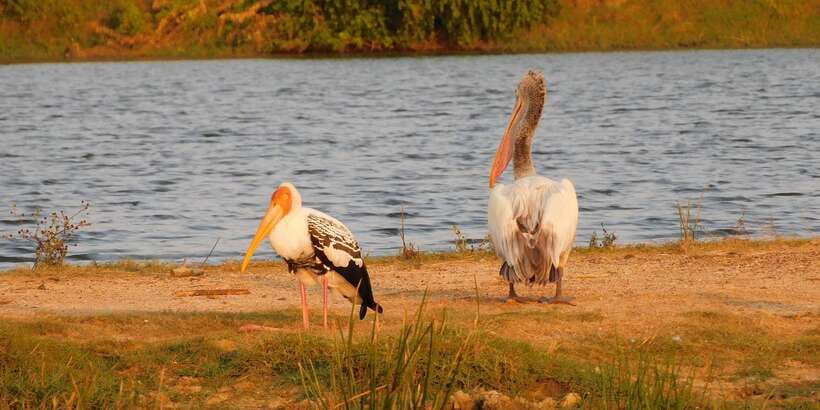 Yala Safari Tour from Hambantota Port area (Shore Excursion) - Who should book this Yala shore excursion?