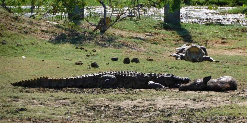 Yala Safari Tour from Hambantota Port area (Shore Excursion) - Should you book it?