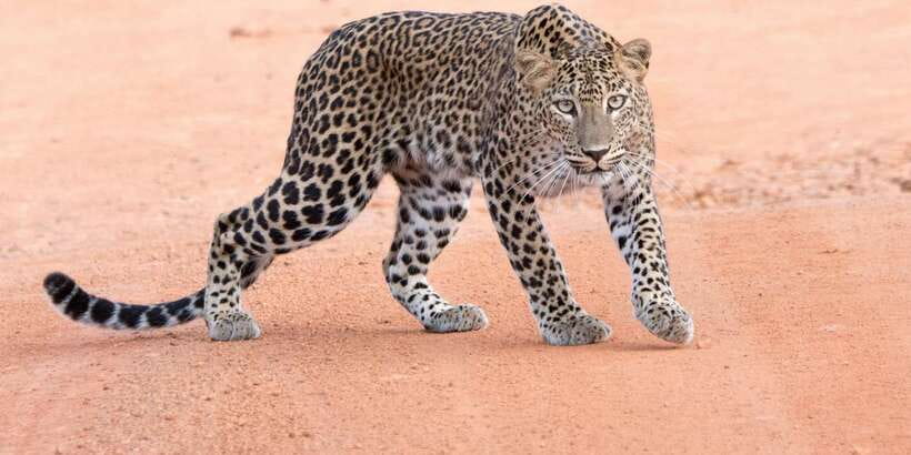 Yala Safari Tour from Hambantota Port area (Shore Excursion) - What the Yala drive is really like