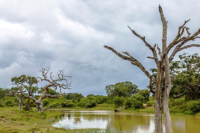 Yala Safari Tour from Hambantota Port by Ajith Safaris - First safari period inside Yala National Park