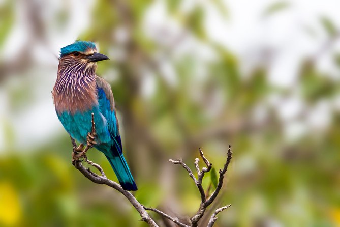Yala Safari Tour from Hambantota Port by Ajith Safaris - A second Yala route for new chances