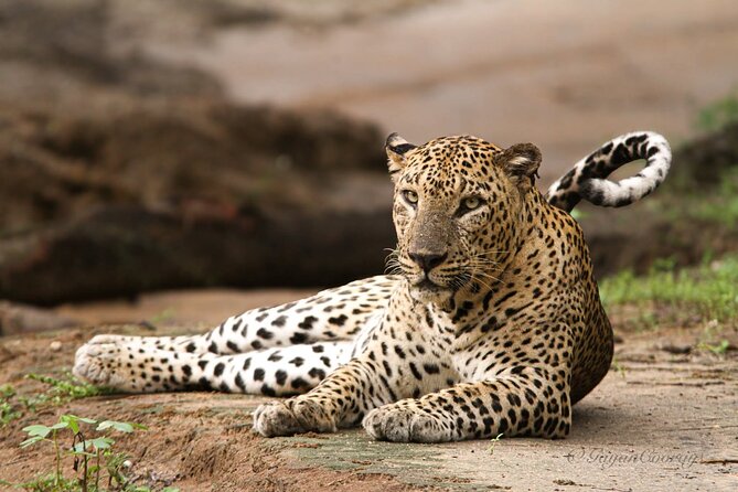 Yala safari Tours Morning /Afternoon /Fullday - Key points to know before you book