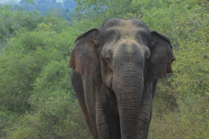 Yala safari Tours Morning /Afternoon /Fullday - What your day in Yala is really about