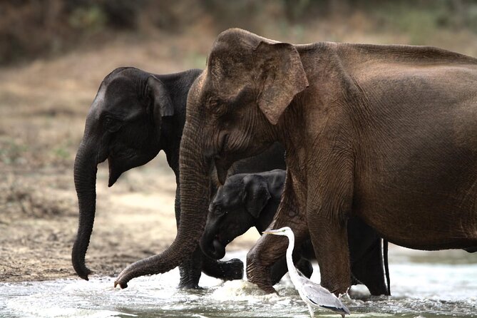 Yala safari Tours Morning /Afternoon /Fullday - Reaching the gate from your hotel or port