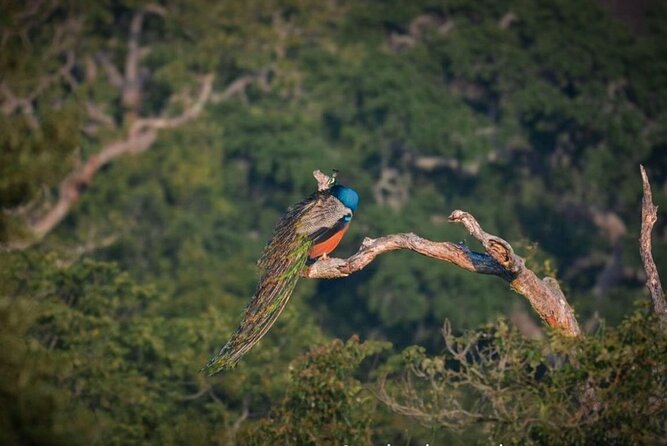 Yala safari Tours Morning /Afternoon /Fullday - Wildlife: what you might see in Block I