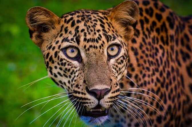 Yala safari Tours Morning /Afternoon /Fullday - The full-day break by the Indian Ocean