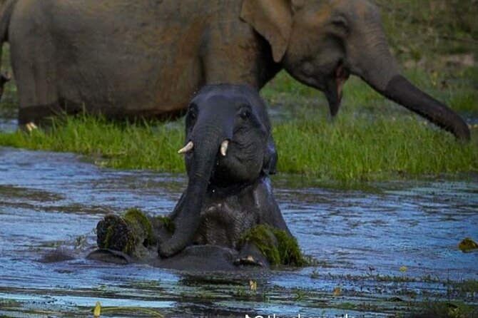 Yala safari Tours Morning /Afternoon /Fullday - Price and the entrance-fee question