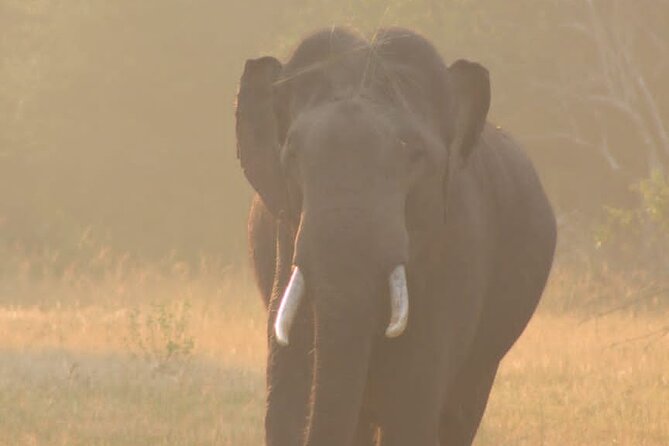 Yala safari Tours Morning /Afternoon /Fullday - Who will like this safari most?