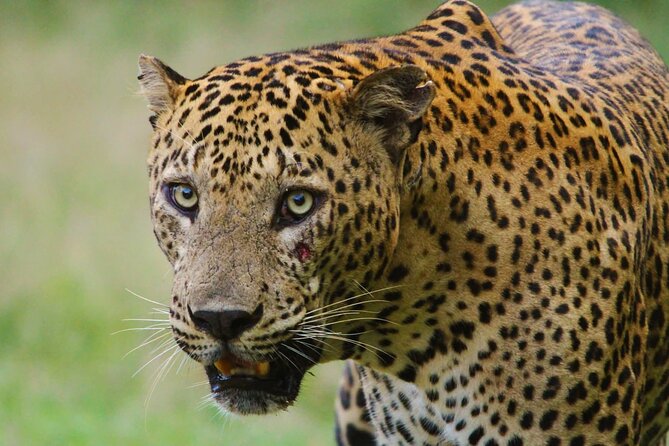 Yala safari Tours Morning /Afternoon /Fullday - Morning, afternoon, or full day?